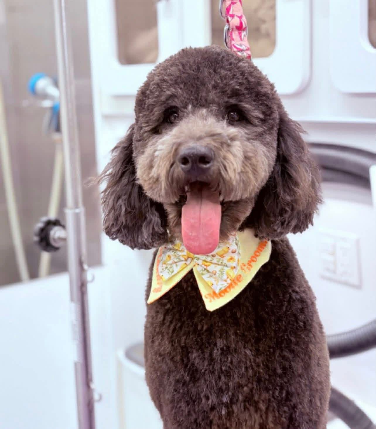 A freshly groomed curly-coated doodle wearing a Viviane's Posh Paws bandana inside the mobile grooming van