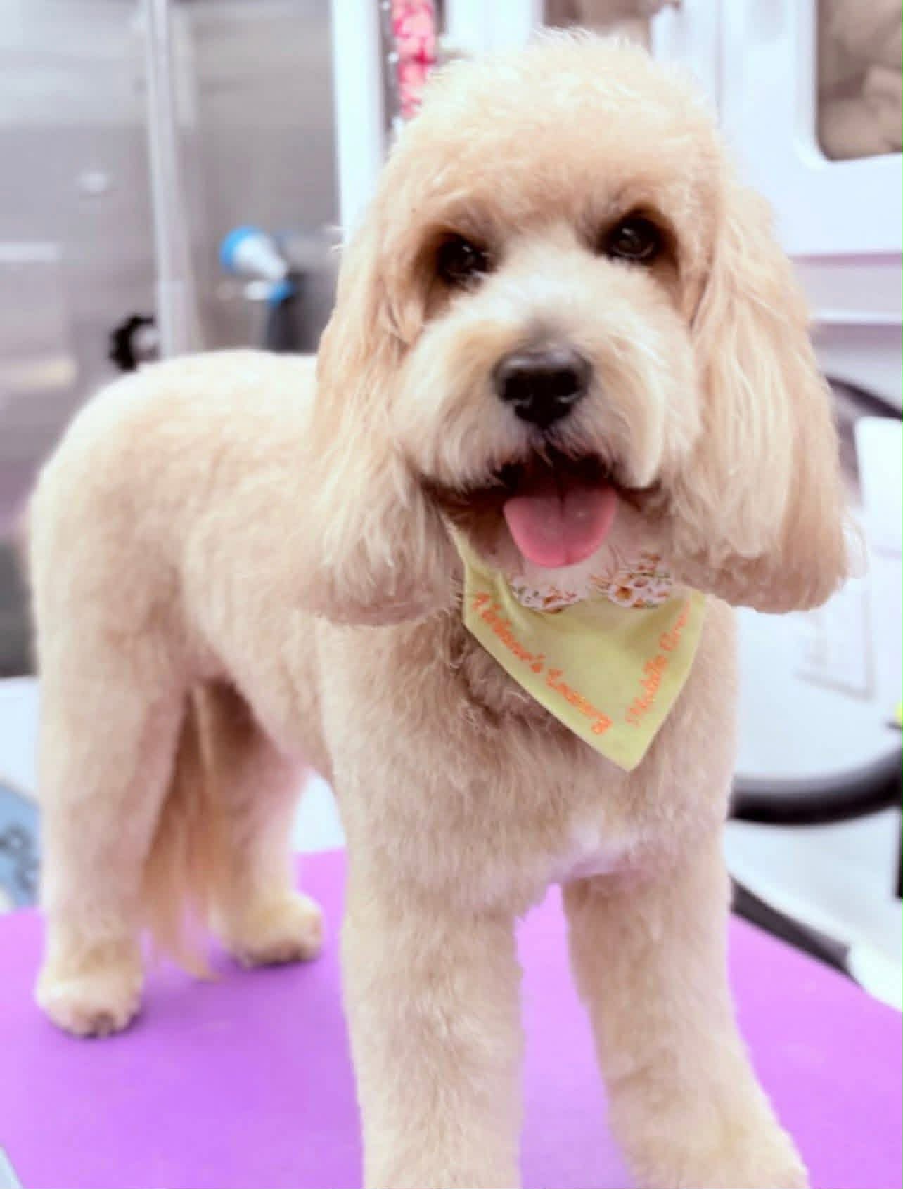 A freshly groomed cream doodle wearing a Viviane's Posh Paws bandana on the table in the mobile grooming van
