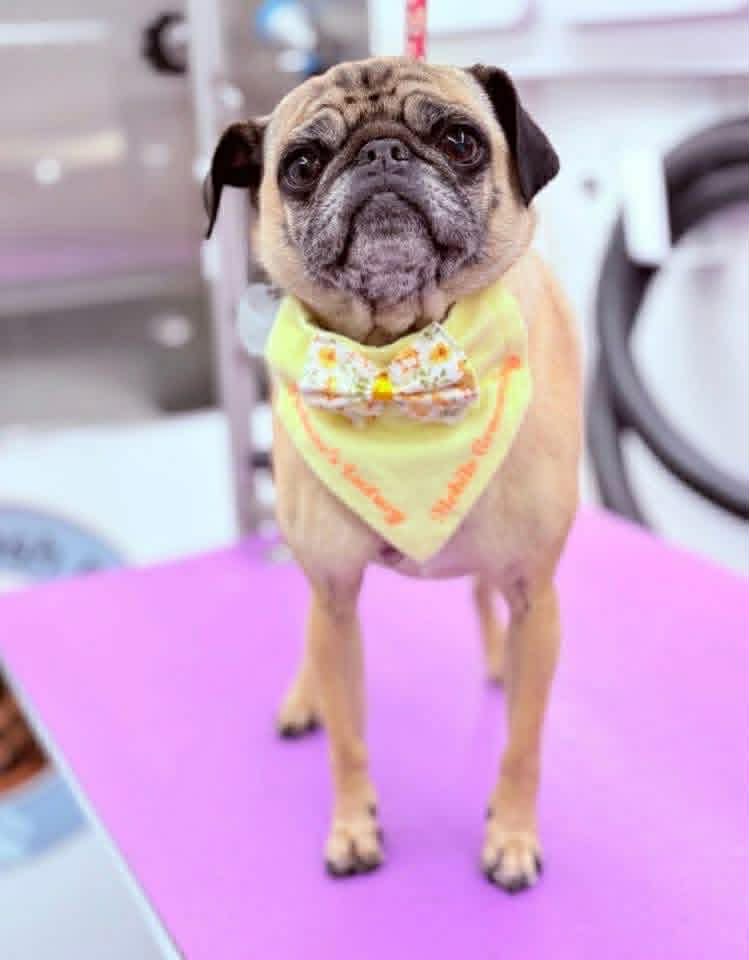 A freshly groomed pug in a yellow bandana and bow tie standing on the grooming table in the mobile van