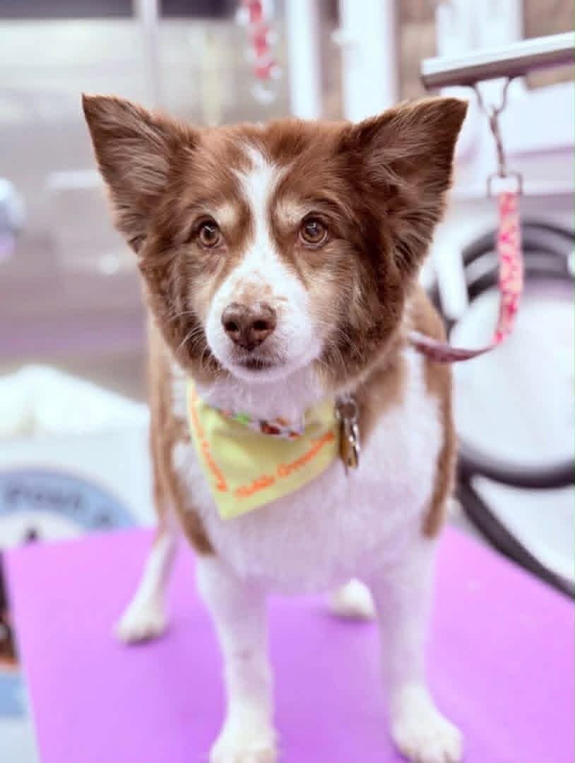 A red and white long-coated dog in a yellow bandana standing on the grooming table in the mobile van