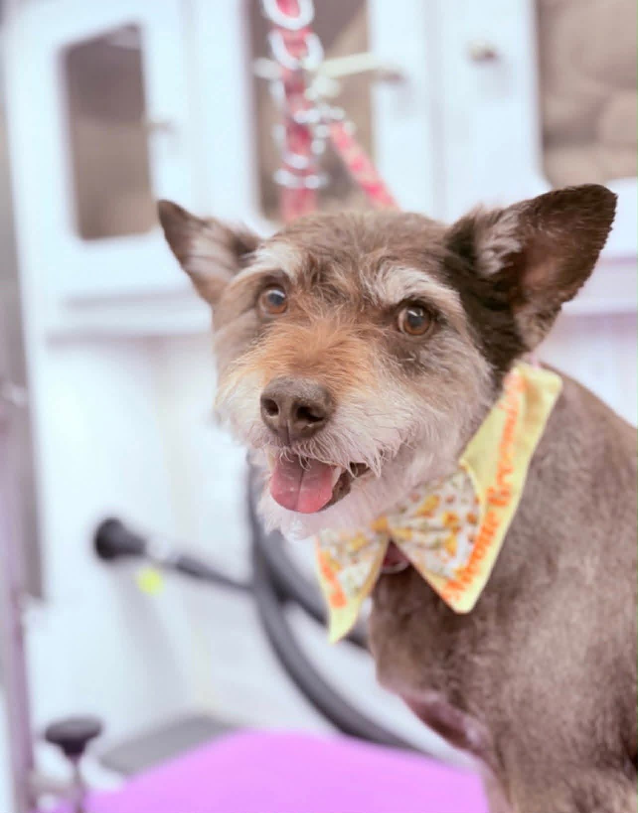 A freshly groomed dog after a Viviane's Posh Paws mobile appointment in Lakeway, TX