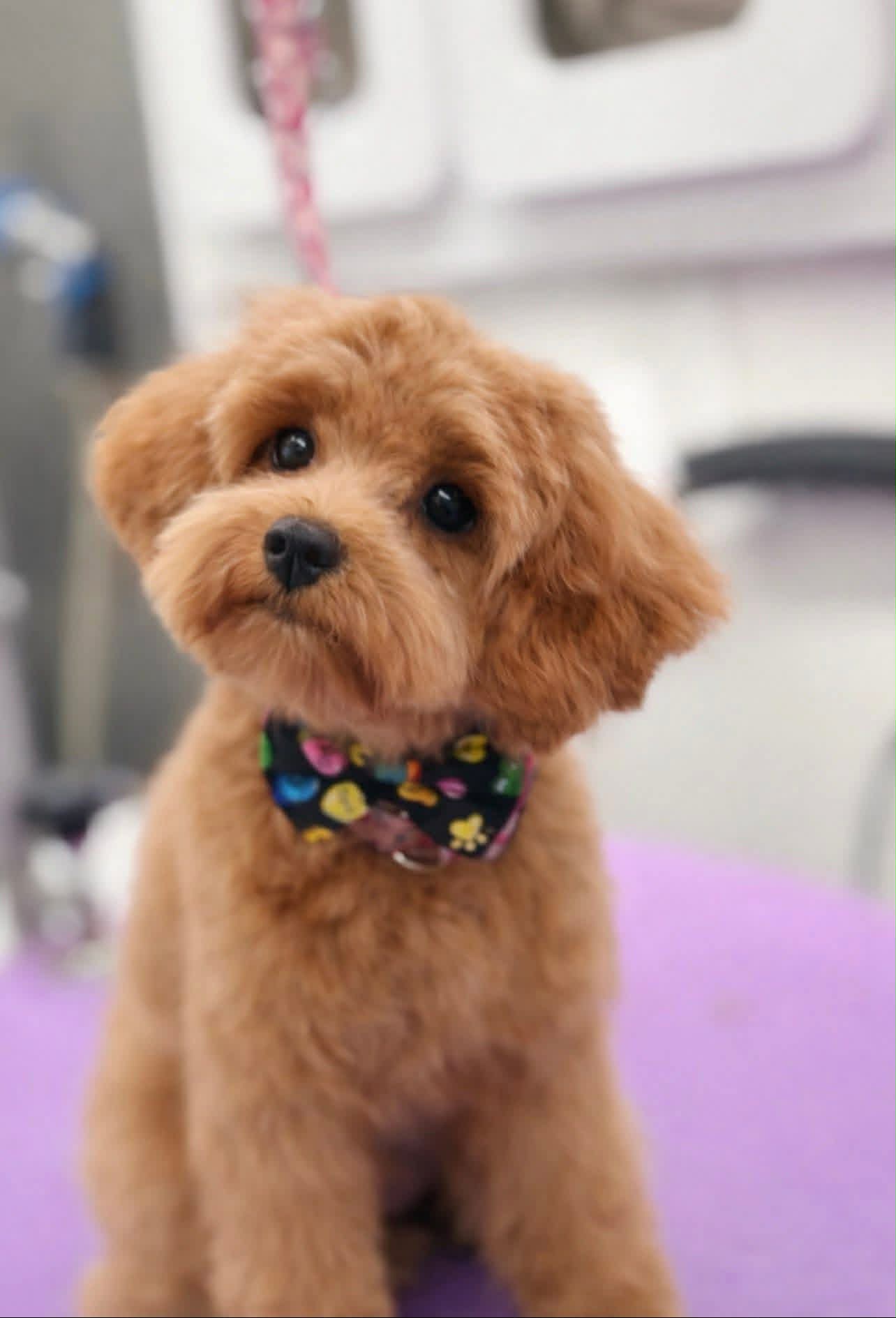 A freshly groomed apricot doodle puppy in a bow tie sitting on the grooming table in the mobile van