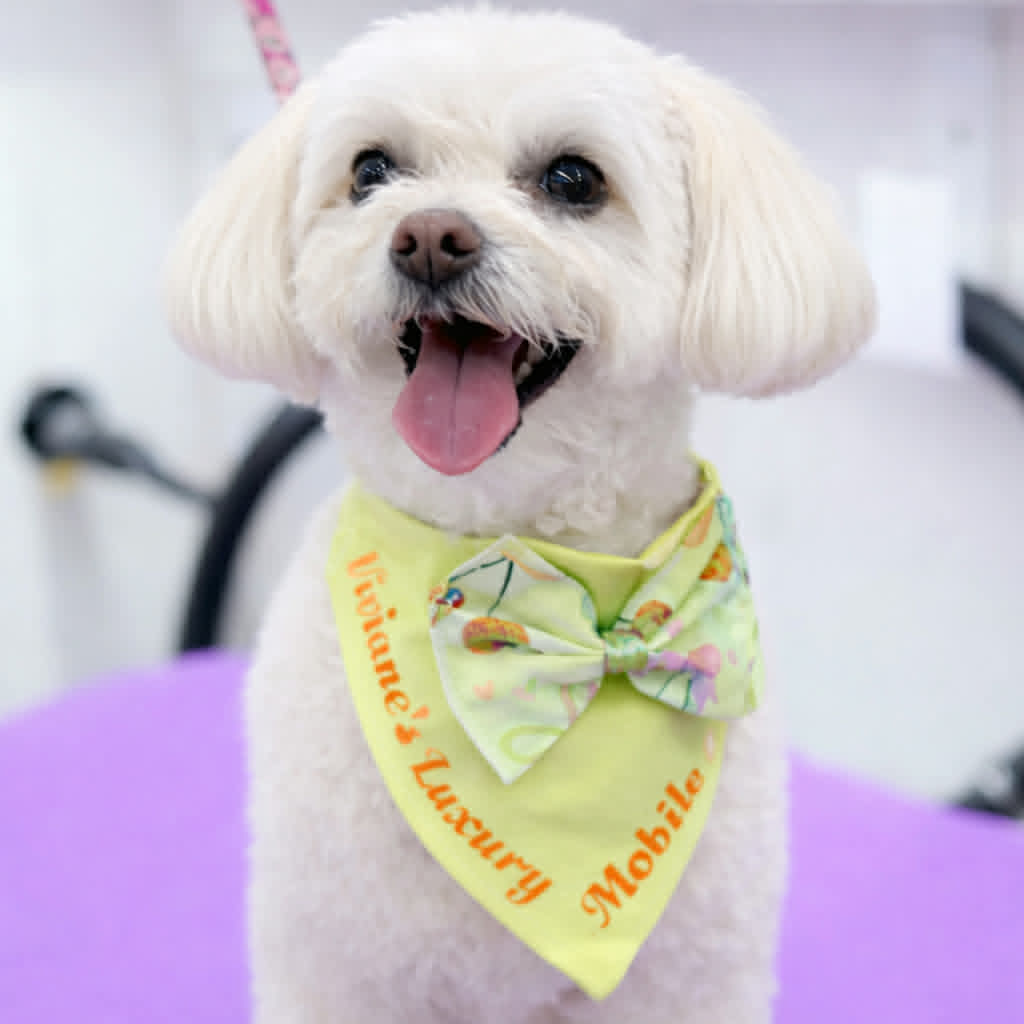 A small white fluffy dog in a yellow bandana and bow after a groom in the mobile van