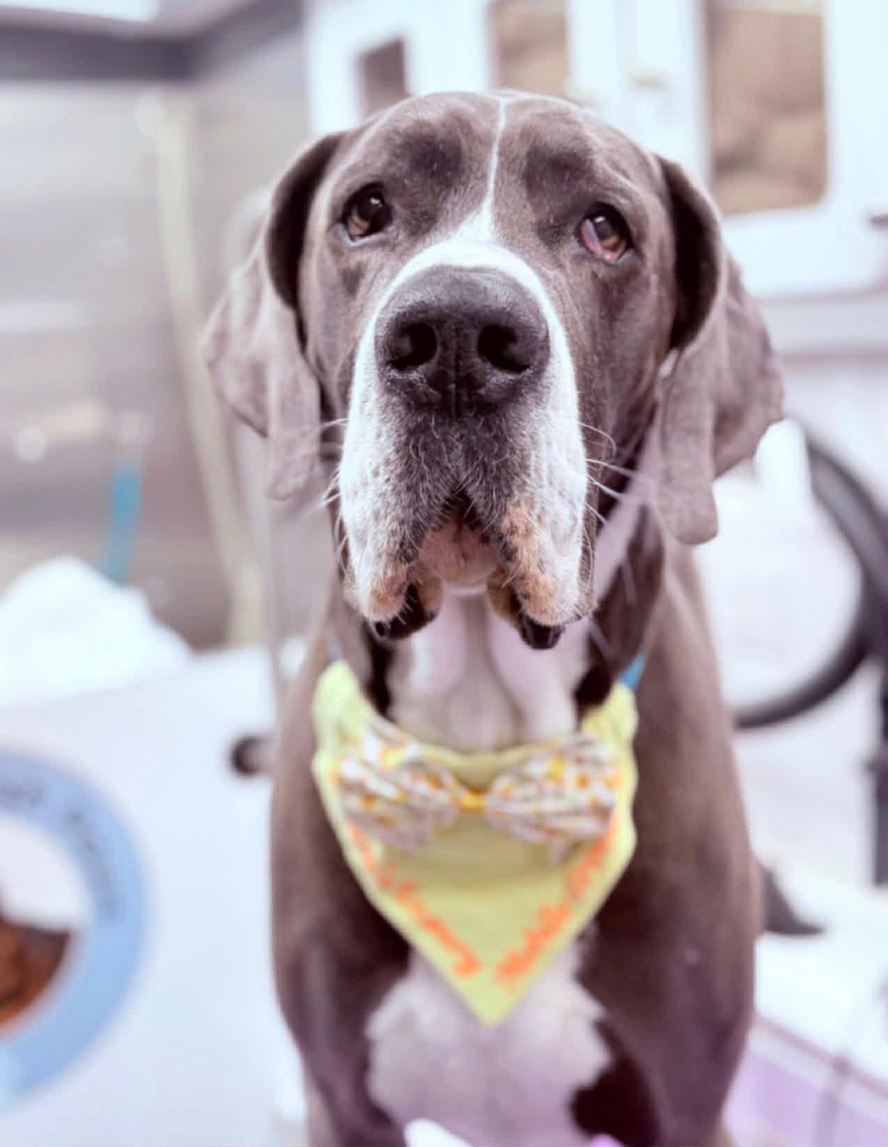 A blue Great Dane with a grey muzzle wearing a yellow bandana inside the mobile grooming van