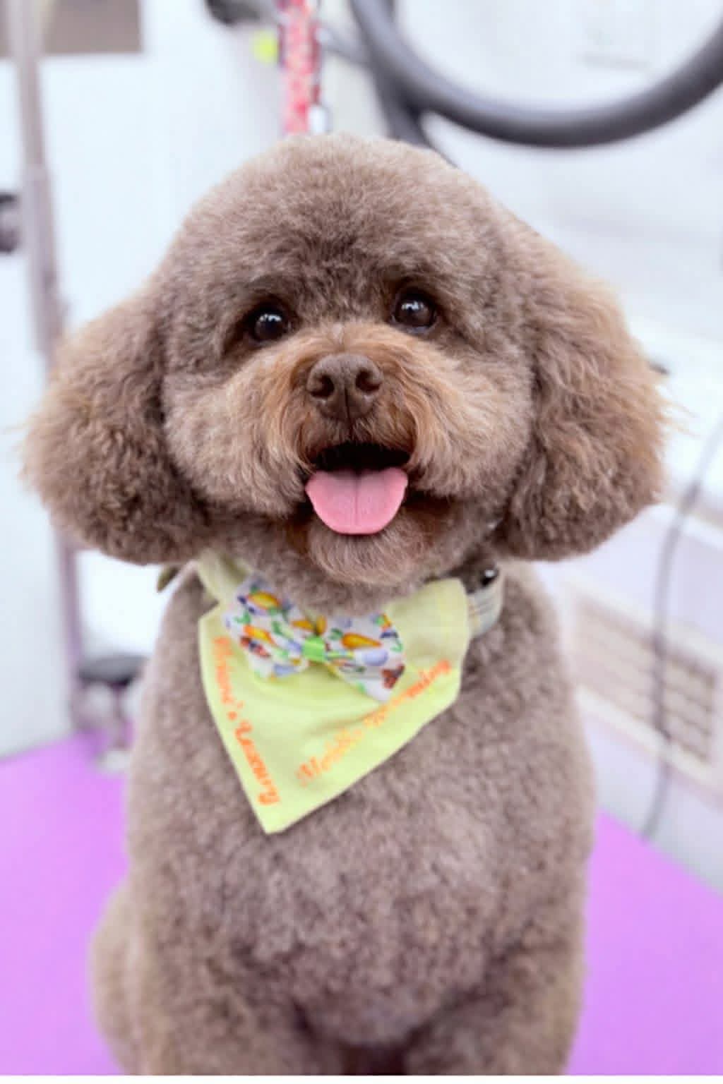 A freshly groomed chocolate poodle wearing a Viviane's Posh Paws bandana