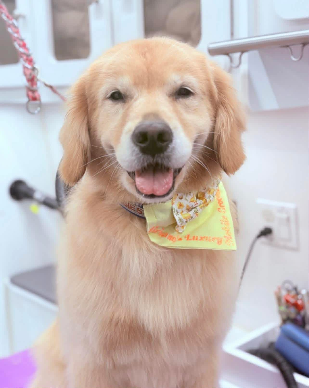 A happy golden retriever wearing a Viviane's Posh Paws bandana after a fresh groom