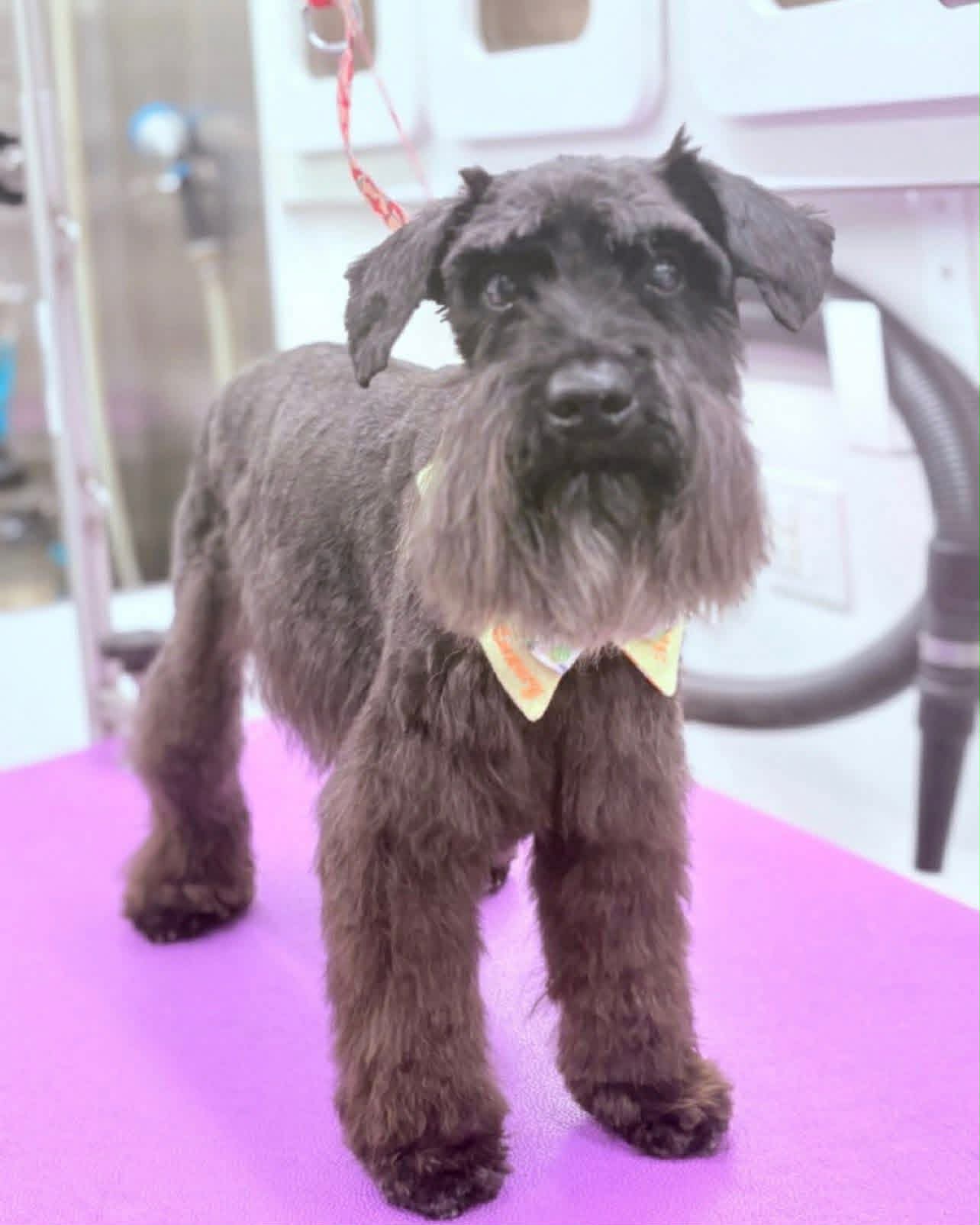 A freshly groomed schnauzer standing proud in the Viviane's Posh Paws mobile van