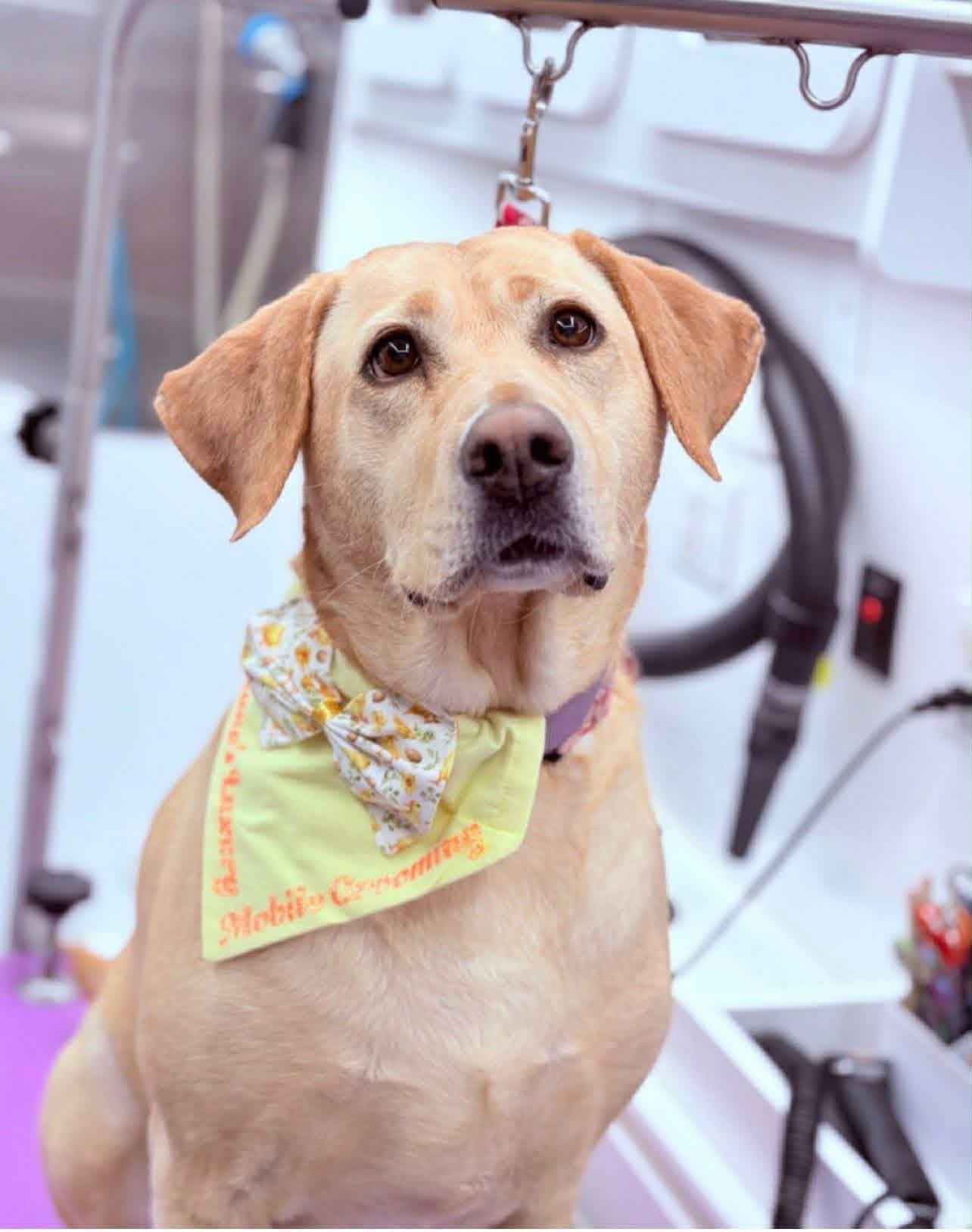 A Lab wearing a Viviane's Posh Paws bandana after a professional groom in the mobile van